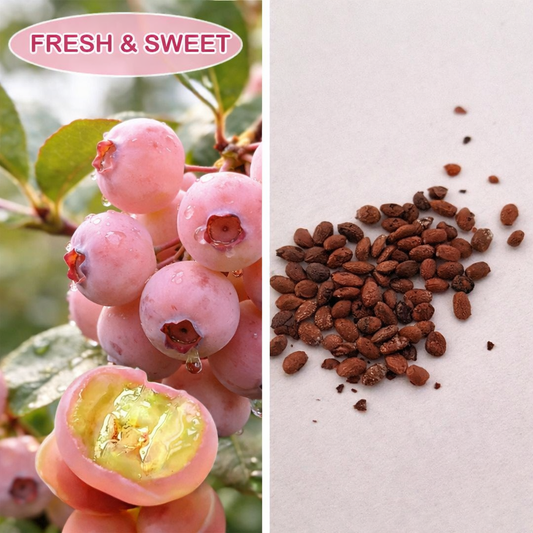 Premium Pink Blueberry Seeds for Planting Pack Of 2 Seeds and plant growth