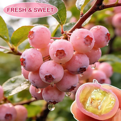 Premium Pink Blueberry Seeds for Planting Pack Of 2 Seeds and plant growth