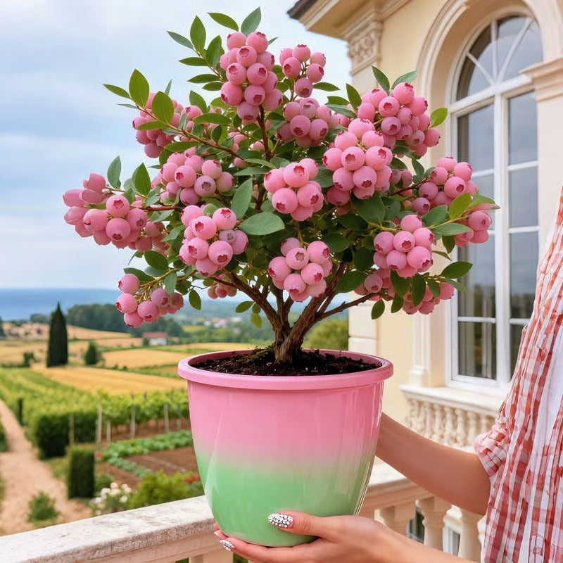 Premium Pink Blueberry Seeds for Planting Pack Of 2 Seeds and plant growth