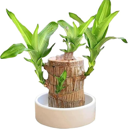 Lucky Brazilian Wood Plant Without Pot and plant growth free