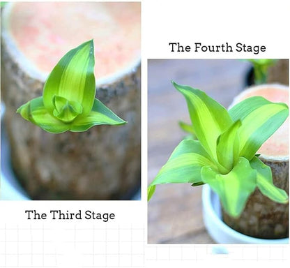 Lucky Brazilian Wood Plant Without Pot and plant growth free