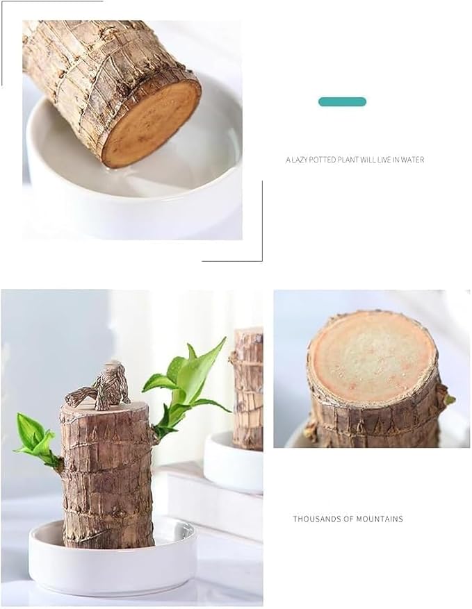 Lucky Brazilian Wood Plant Without Pot and plant growth free