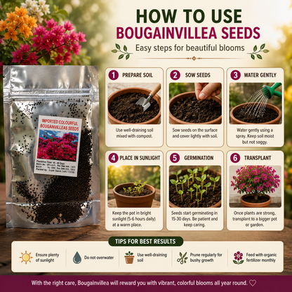 Mix Colour Bougainvillea Flower Seeds For Home Garden Pack of 1