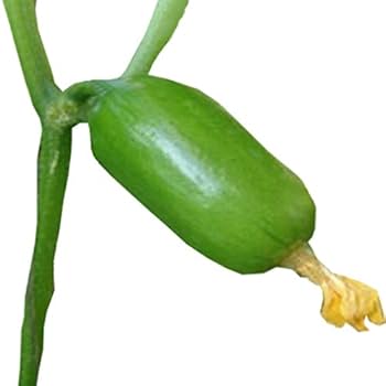 Cucumber seeds and plant growth (Buy 1 Get 1 Free)