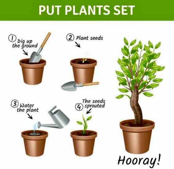 Cucumber seeds and plant growth (Buy 1 Get 1 Free)