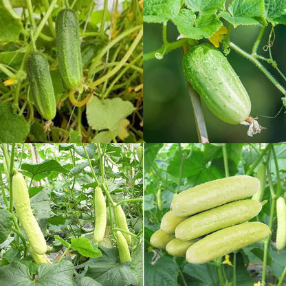 Cucumber seeds and plant growth (Buy 1 Get 1 Free)
