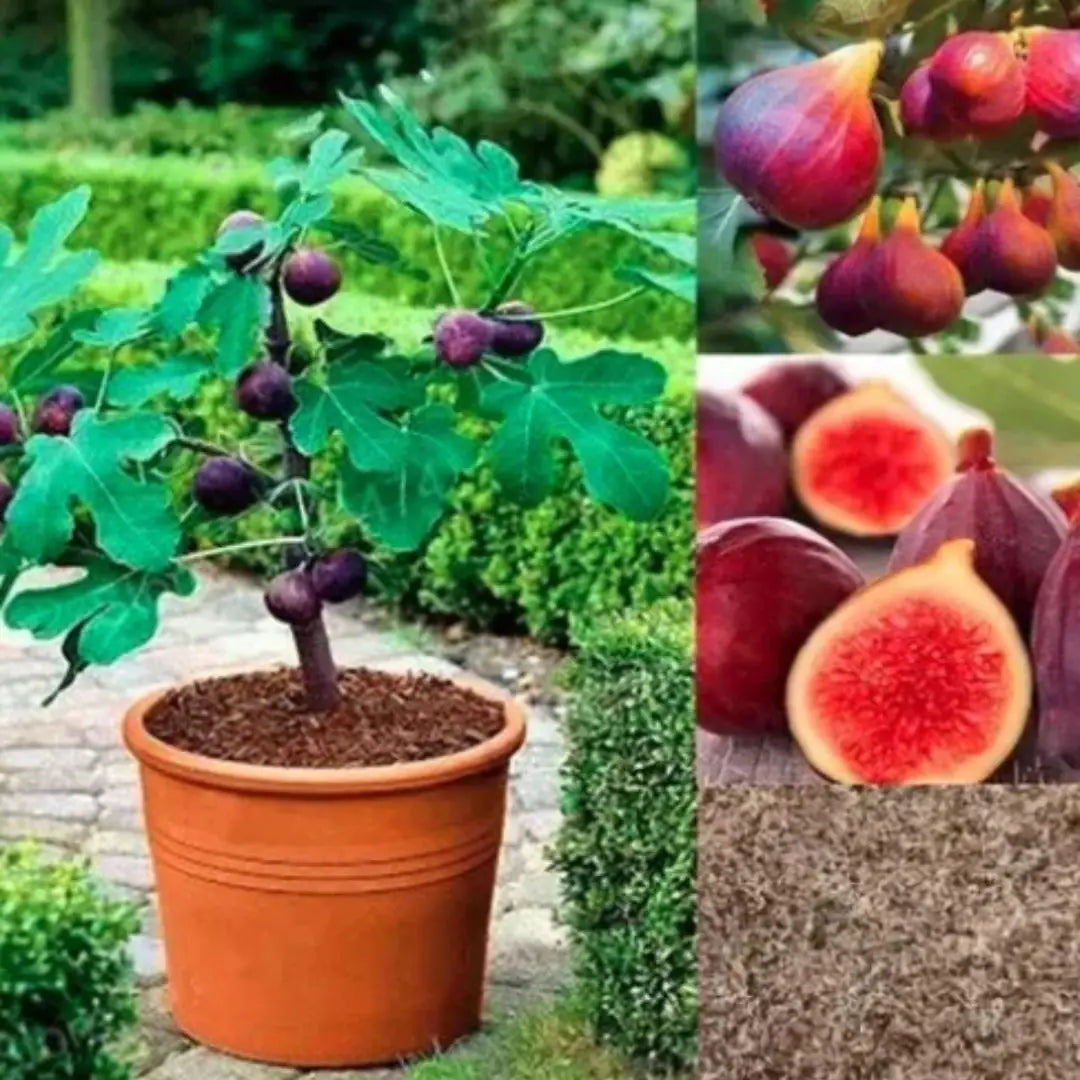 Fig Tree Seeds (Buy 1 Get 1 Free)