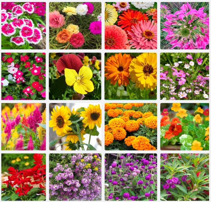 150 Variety of Organic Flower Seeds