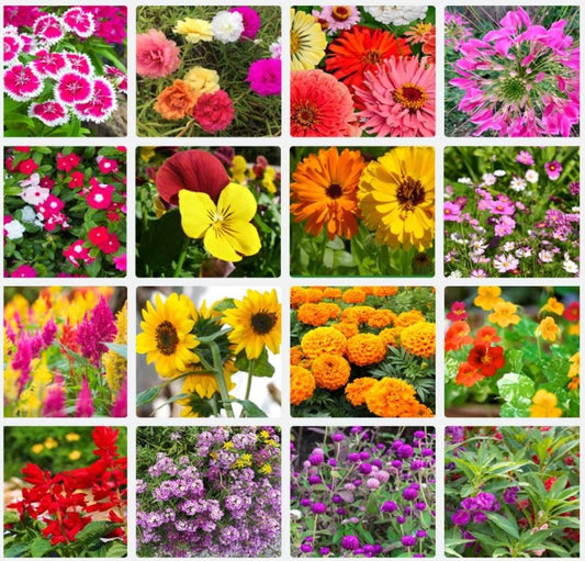 150 Variety of Organic Flower Seeds