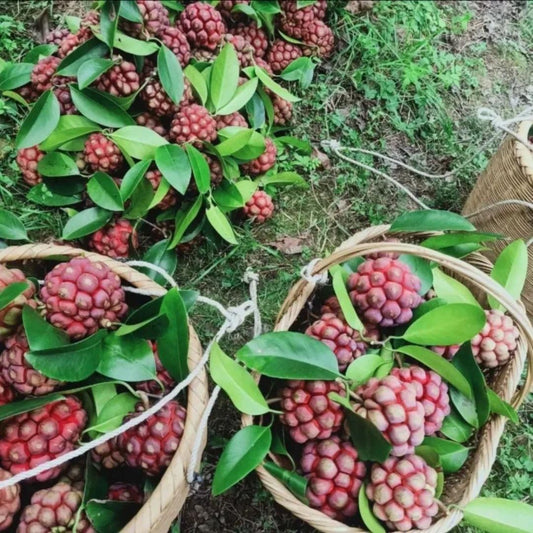 Devil Fruit Seeds (Buy 1 Get 1 Free)