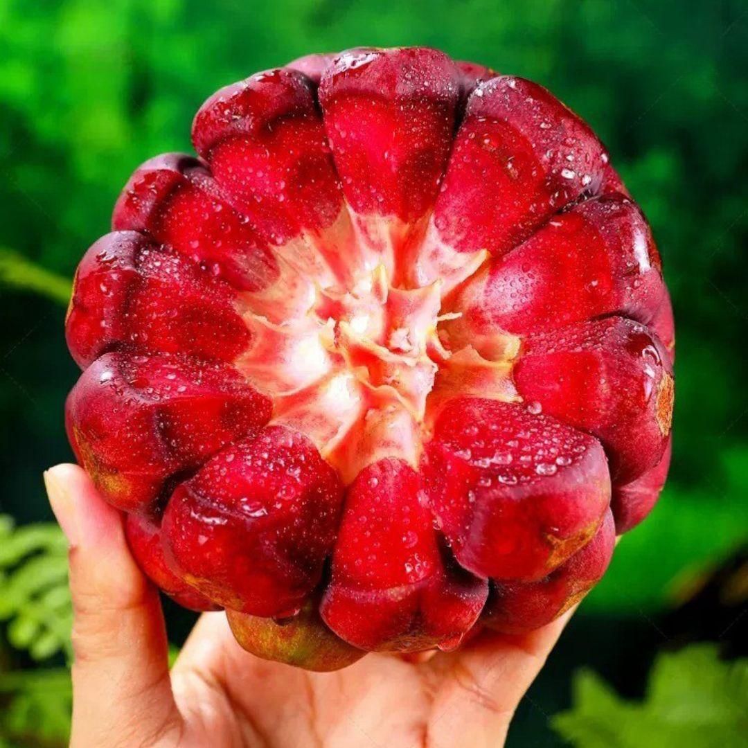 Devil Fruit Seeds (Buy 1 Get 1 Free)