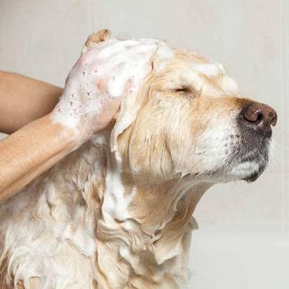 Anti-Itch Dog Shampoo  (Buy 1 Get 1 Free)