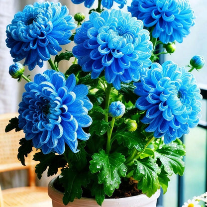 Double-Petal Chrysanthemums Seeds and 100 grams Organic Pot Mix (Buy 1 Get 1 Free)