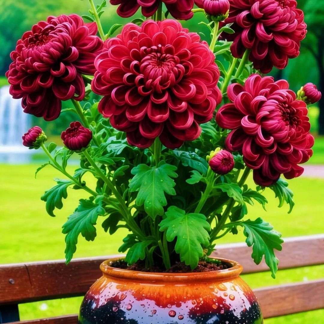 Double-Petal Chrysanthemums Seeds and 100 grams Organic Pot Mix (Buy 1 Get 1 Free)