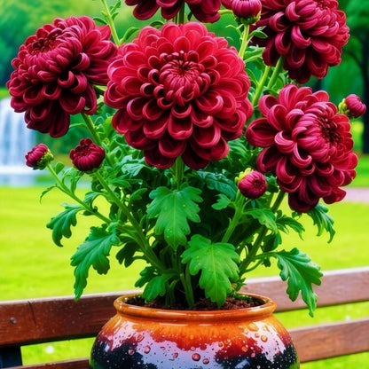 Double-Petal Chrysanthemums Seeds and 100 grams Organic Pot Mix (Buy 1 Get 1 Free)