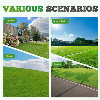 Evergreen Garden Grass Seeds - Pack of 3