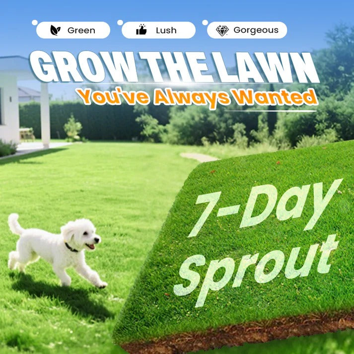 Evergreen Garden Grass Seeds - Pack of 3
