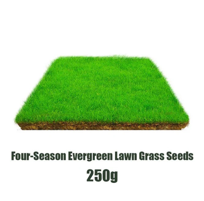 Evergreen Garden Grass Seeds - Pack of 3
