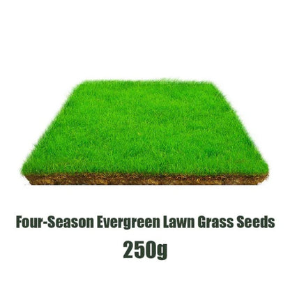 Evergreen Garden Grass Seeds - Pack of 3