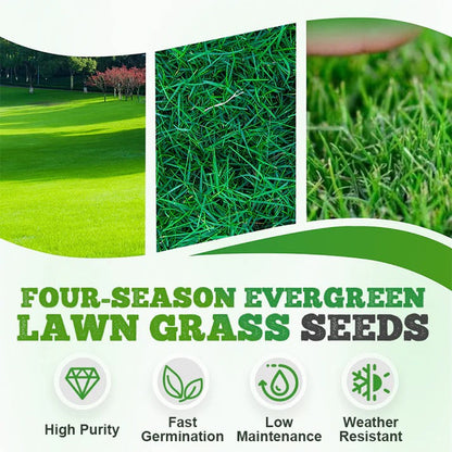 Evergreen Garden Grass Seeds - Pack of 3