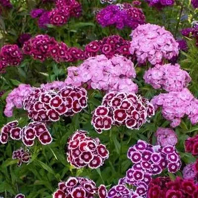 Dianthus Seeds (Free Pot Mixture 100 gm) (Buy 1 Get 1 Free)