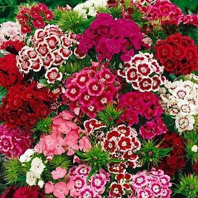 Dianthus Seeds (Free Pot Mixture 100 gm) (Buy 1 Get 1 Free)