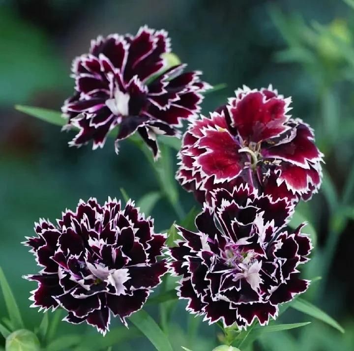 Dianthus Seeds (Free Pot Mixture 100 gm) (Buy 1 Get 1 Free)