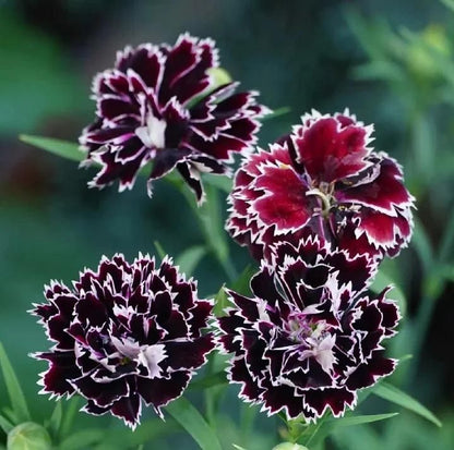 Dianthus Seeds (Free Pot Mixture 100 gm) (Buy 1 Get 1 Free)