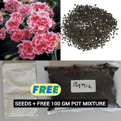 Dianthus Seeds (Free Pot Mixture 100 gm) (Buy 1 Get 1 Free)