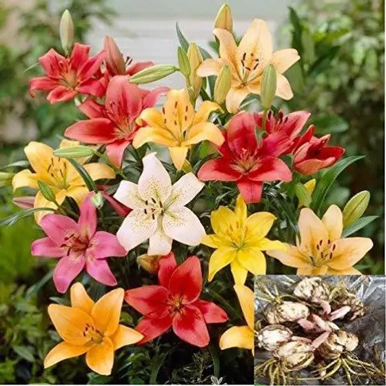 New Colorful Perfume Lily Bulbs Seeds (pack of 2)