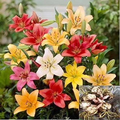 New Colorful Perfume Lily Bulbs Seeds (pack of 2)