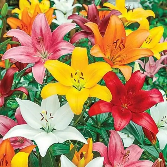 New Colorful Perfume Lily Bulbs Seeds (pack of 2)