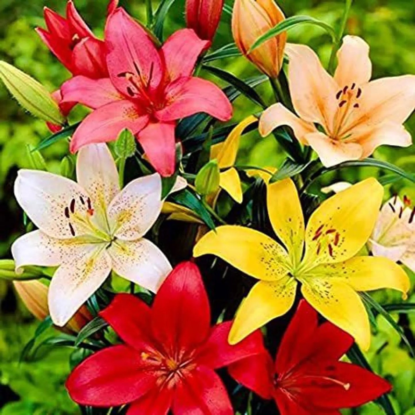 New Colorful Perfume Lily Bulbs Seeds (pack of 2)