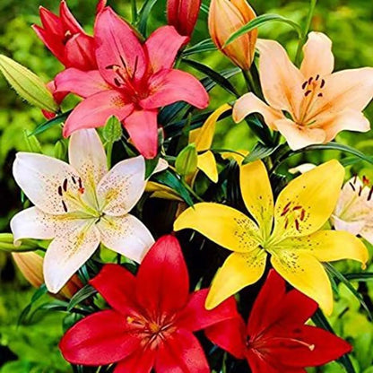 New Colorful Perfume Lily Bulbs Seeds (pack of 2)