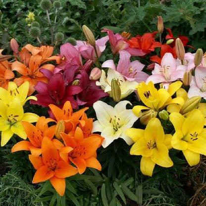 New Colorful Perfume Lily Bulbs Seeds (pack of 2)