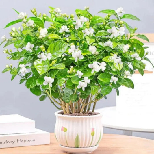 Double Jasmine Seeds (Buy 1 Get 1 Free)