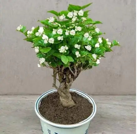 Double Jasmine Seeds (Buy 1 Get 1 Free)