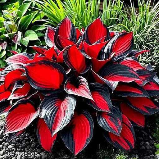 IMPORTED HOSTA SEEDS AND PLANT GROWTH FREE  (Buy 1 Get 1 free)