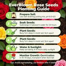Ever Bloom Rose Seeds (Buy 1 Get 1 Free)