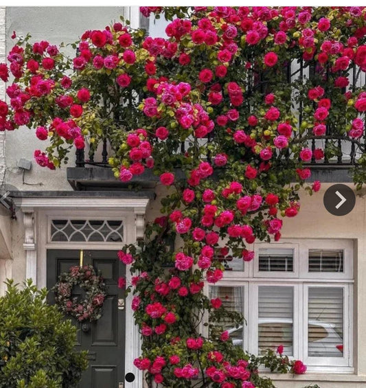 Elegant climbing rose flower seeds (Pack 3)