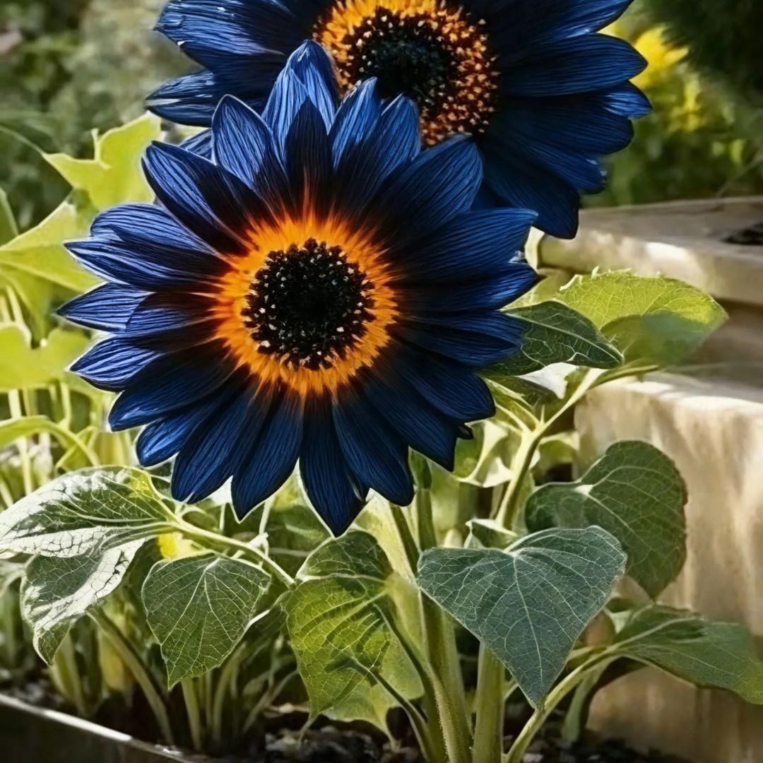Blue Flame Sunflower Seeds and organic pot mix