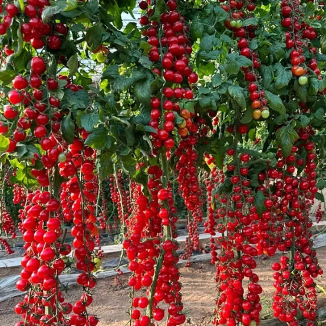 Waterfall Tomato Seeds (Buy 1 Get 1 Free)