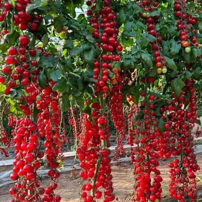 Waterfall Tomato Seeds (Buy 1 Get 1 Free)