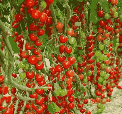 Waterfall Tomato Seeds (Buy 1 Get 1 Free)
